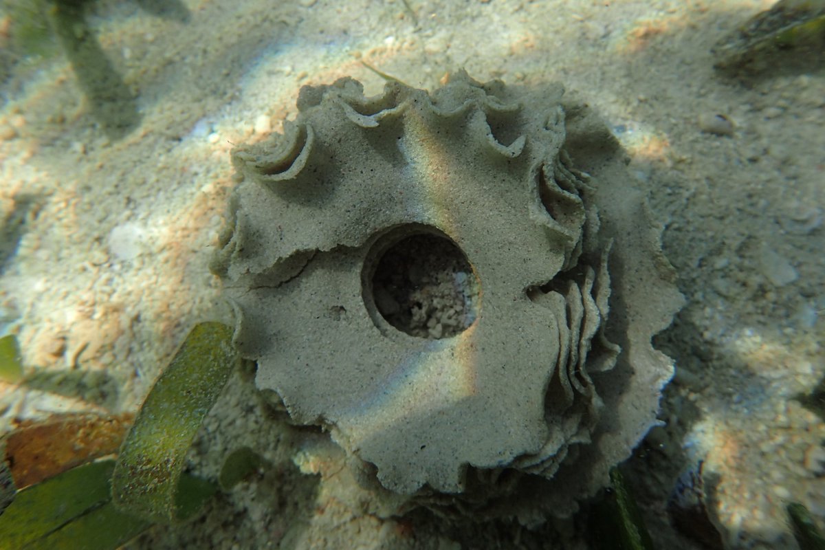 MangingisdaSays's tweet image. This is a sand collar.

Sand collars are egg masses of moon snails (Naticidae). These consist of sand grains cemented together by a gelatinous matrix, with the embedded eggs contained within the matrix. #SaveOurSeas #ScienceChatPH #InverteFest