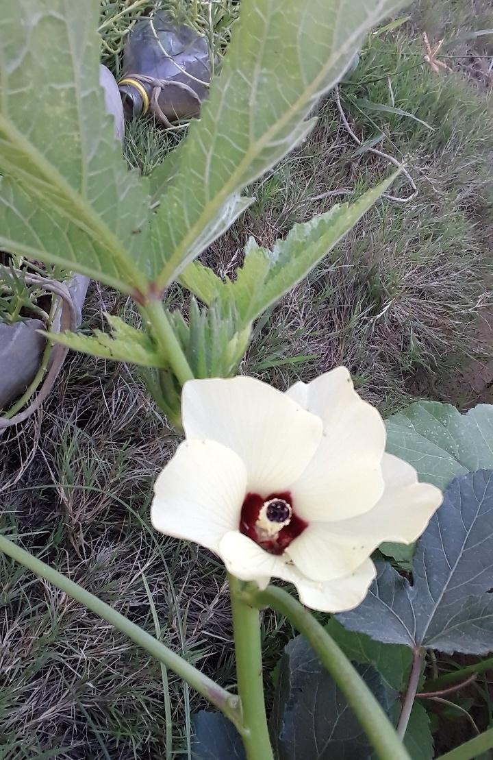 naval_kaur_'s tweet photo. from my #garden 😍 #organicfarming #organic #sustainablefarming #farm #farmlife #agriculturist   🌿🌾 https://t.co/gDZfS68hTz