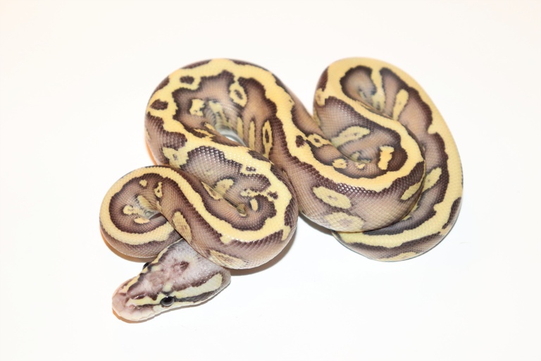 Fire Pastel Ball Python