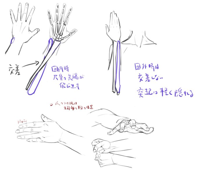 手首小指サイドの突起と、指の末端節と爪の比率について

突起は尺骨の先端なんだけど、意識して回外方向に回した時だけ軽く隠れる
通常状態でも軽く出ていて、回内で最大に飛び出る

指の末端節の半分位置に爪の付け根がくる
深爪、付け爪などで爪自体の長さは変わるけど、付け根位置は同じ 
