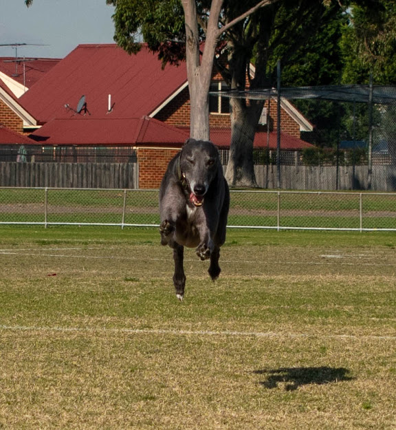BluetheGreyt's tweet photo. racing towards the weekend like...
#hoverdog https://t.co/YECzvBKAbK