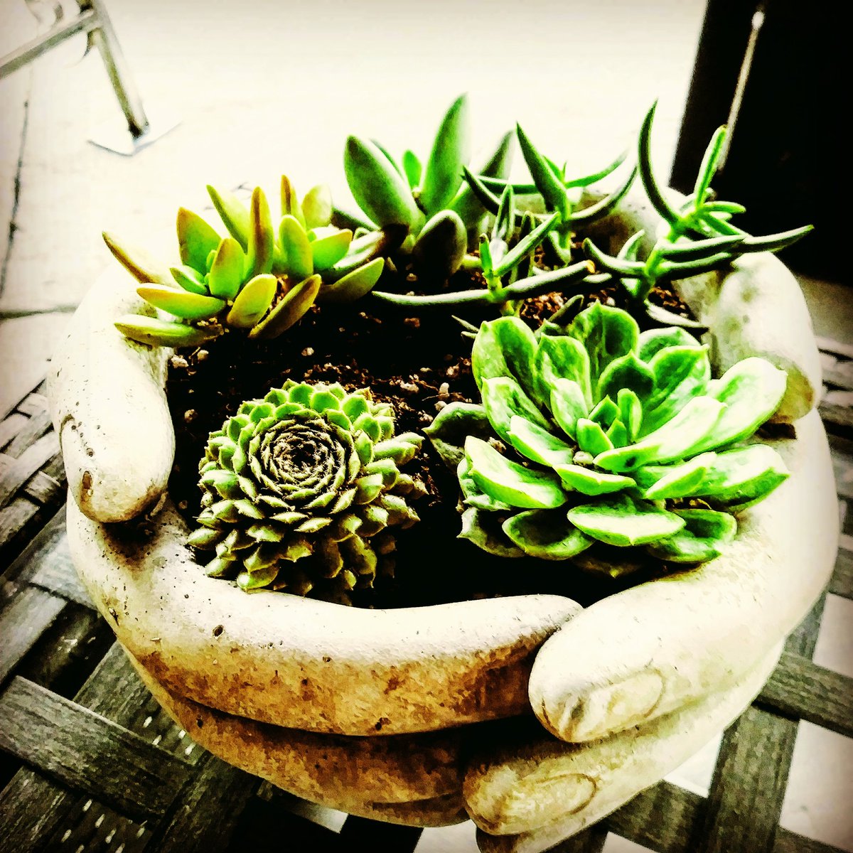 lucianabosio's tweet photo. My first birthday present has arrived (nope, my birthday is not till the 21st). It came from my beautiful sister, Patricia 🎁💝😍 #succulent #plants #crazyaboutplants https://t.co/WRezplyQed