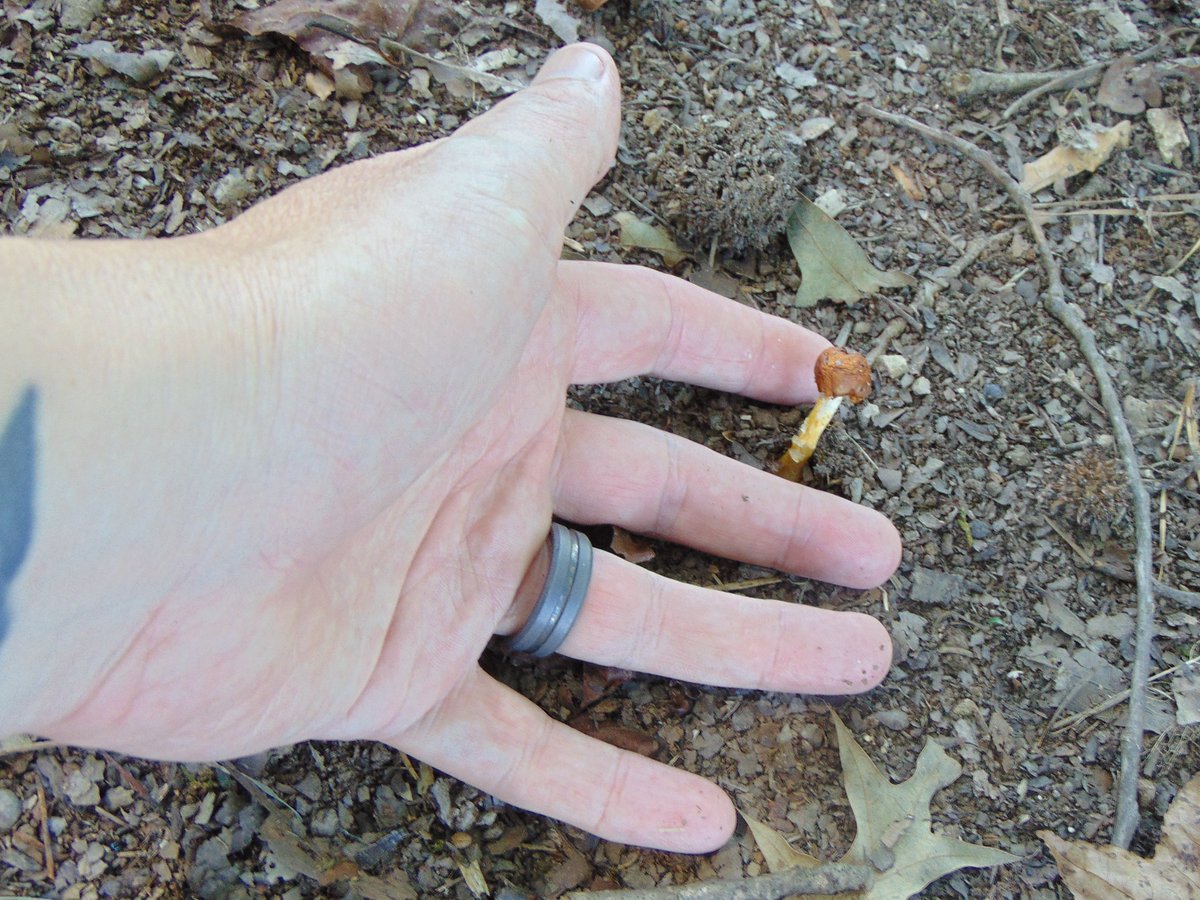 The 13th rule of the Mushroom Cult is to go in the woods and take pictures of mushrooms.
