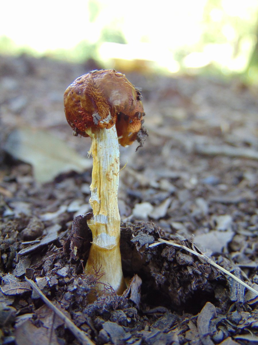 The 13th rule of the Mushroom Cult is to go in the woods and take pictures of mushrooms.