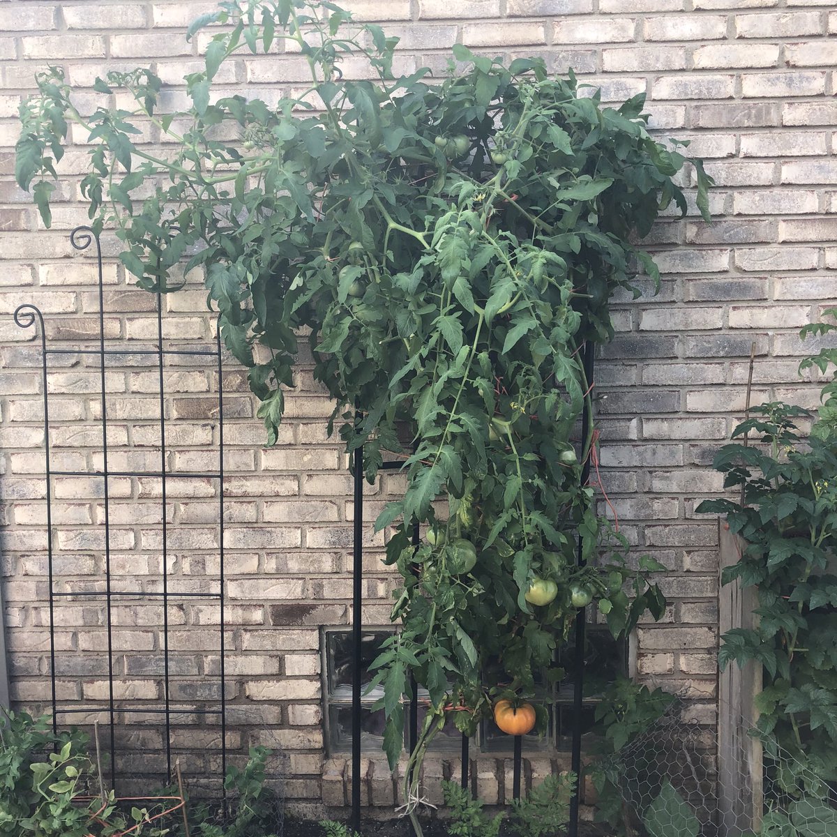 We spent the week before Labor Day in Michigan. It was terrific. Our girls loved time with family. My parents have tomatoes growing everywhere. They’re at the point that plants pop up in their flower beds from previous years, and they just leave them. 