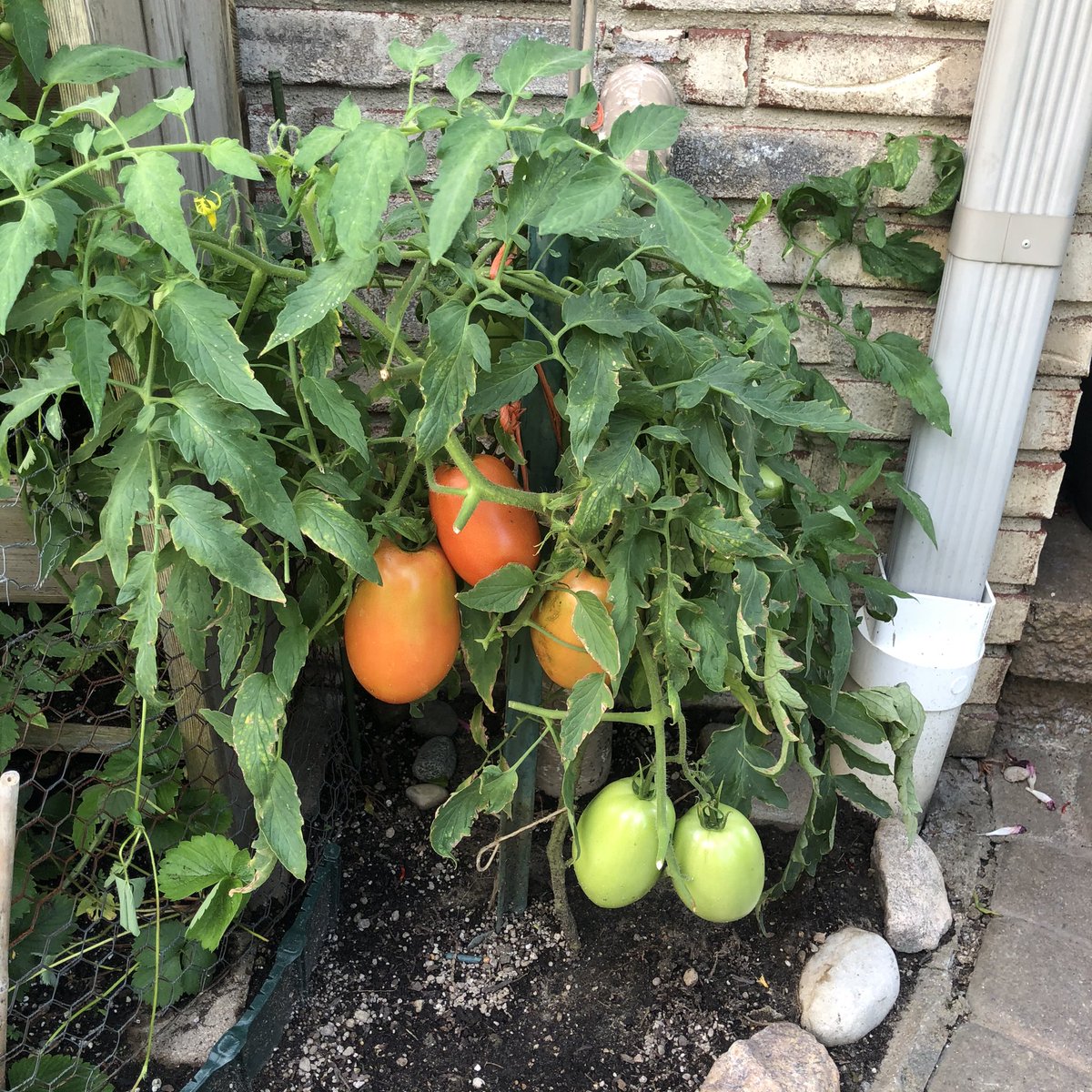 We spent the week before Labor Day in Michigan. It was terrific. Our girls loved time with family. My parents have tomatoes growing everywhere. They’re at the point that plants pop up in their flower beds from previous years, and they just leave them. 