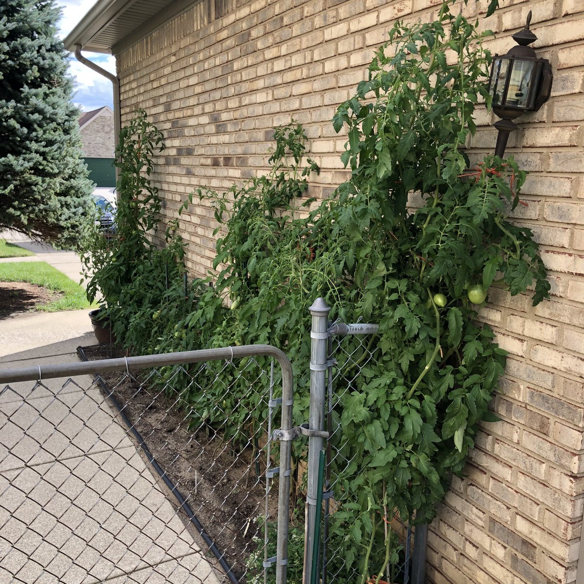 We spent the week before Labor Day in Michigan. It was terrific. Our girls loved time with family. My parents have tomatoes growing everywhere. They’re at the point that plants pop up in their flower beds from previous years, and they just leave them. 