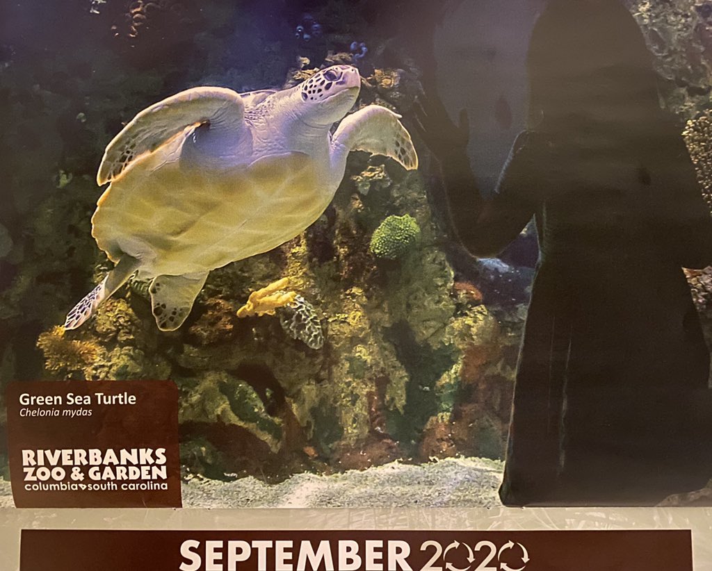 arronarcher's tweet photo. @RiverbanksZoo Yikes!😱 Y’all should have saved this pic for October!👻🎃🧟‍♂️ It caught both my wife and me off guard on separate occasions, casually admiring the sea turtle until we suddenly noticed the spooky silhouette and thought for sure the grim reaper had come to get us! 🤣 https://t.co/nMCjo0EQed