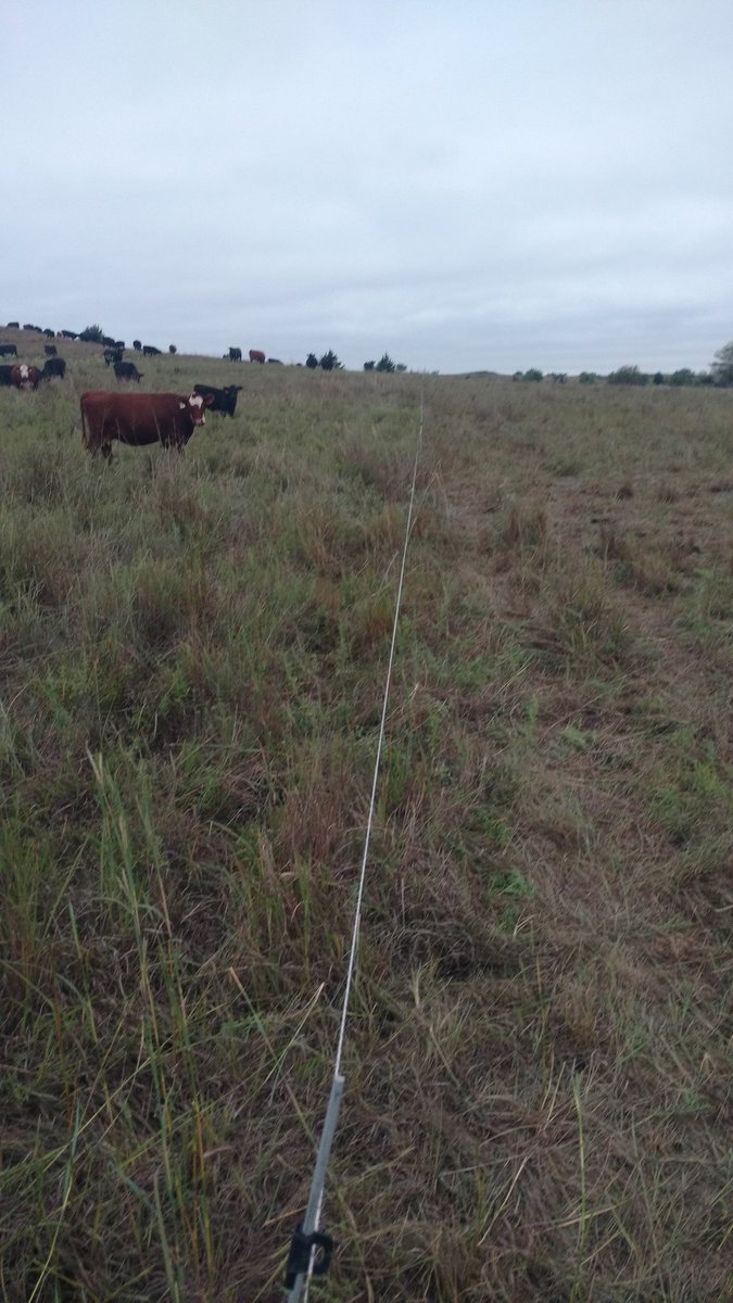 DarrinUnruh's tweet photo. Bunch em up and move em often. Livestock are essential to carbon sequestration #indigocarbon. Mimic #nature and keep the soil covered. I think that the microbes will be well fed this winter. #nativepasture. 🤠 https://t.co/uxcKR8An0l