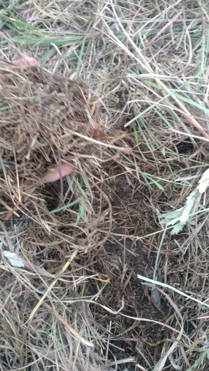 DarrinUnruh's tweet photo. Bunch em up and move em often. Livestock are essential to carbon sequestration #indigocarbon. Mimic #nature and keep the soil covered. I think that the microbes will be well fed this winter. #nativepasture. 🤠 https://t.co/uxcKR8An0l