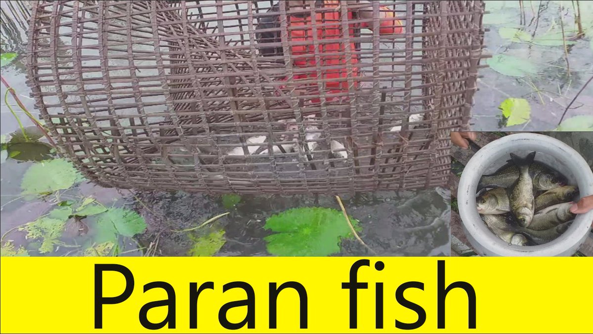Amazing Fishing Video Catching in River/// গ্রামে বর্ষাকালে পারন দিয়ে মা... youtu.be/6IuQliTBcoM via <a href="/YouTube/">YouTube</a>