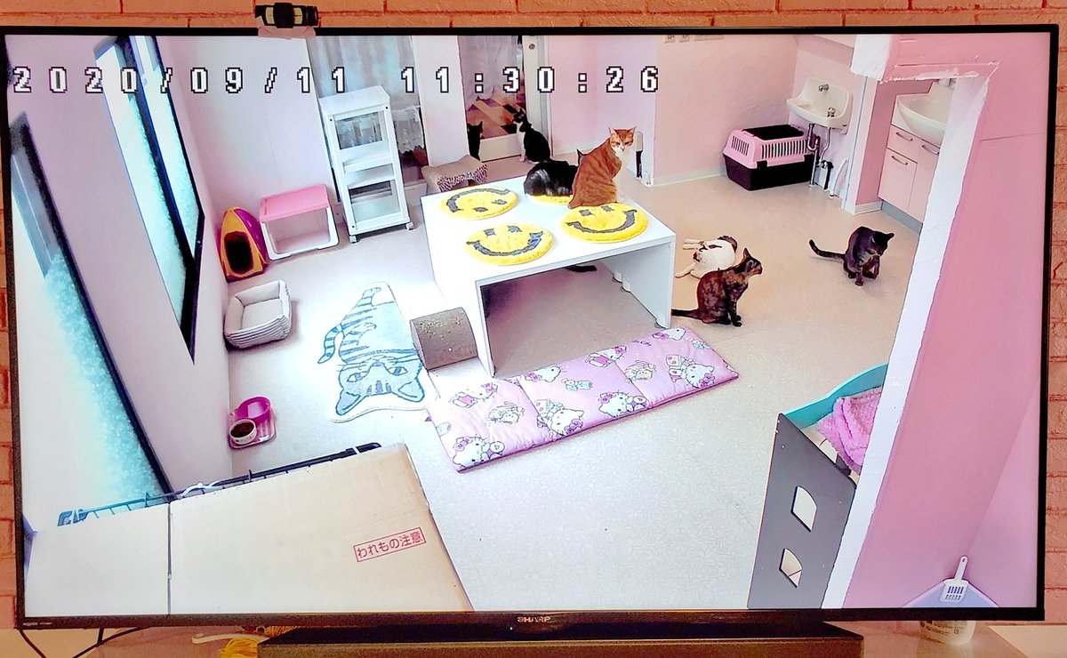 YouCafe6's tweet photo. こんにちは！
本日も9頭の保護猫ちゃんが待機しております🐱
週最後の金曜日です⸜🌷︎⸝‍ 1日がんばって、疲れたら猫ちゃんたちに癒されに来てくださいね💖

#YouCafe #福岡 #猫カフェ https://t.co/1dfFgx3MwW