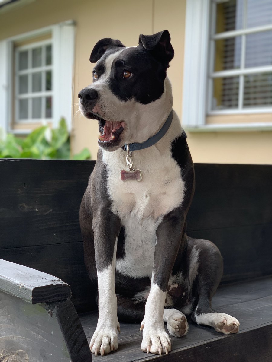 Jorgie_GP's tweet photo. Need some serotonin? Look at my precious boy and drop some pics of your own puppers to share the pupper love 🤪

***cats welcome too*** https://t.co/Uxr0yTPMcf