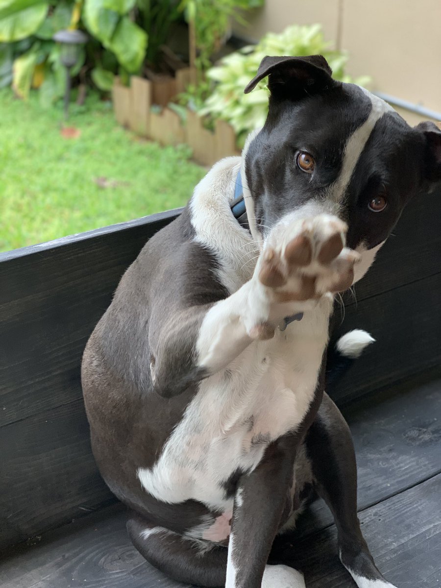 Jorgie_GP's tweet photo. Need some serotonin? Look at my precious boy and drop some pics of your own puppers to share the pupper love 🤪

***cats welcome too*** https://t.co/Uxr0yTPMcf