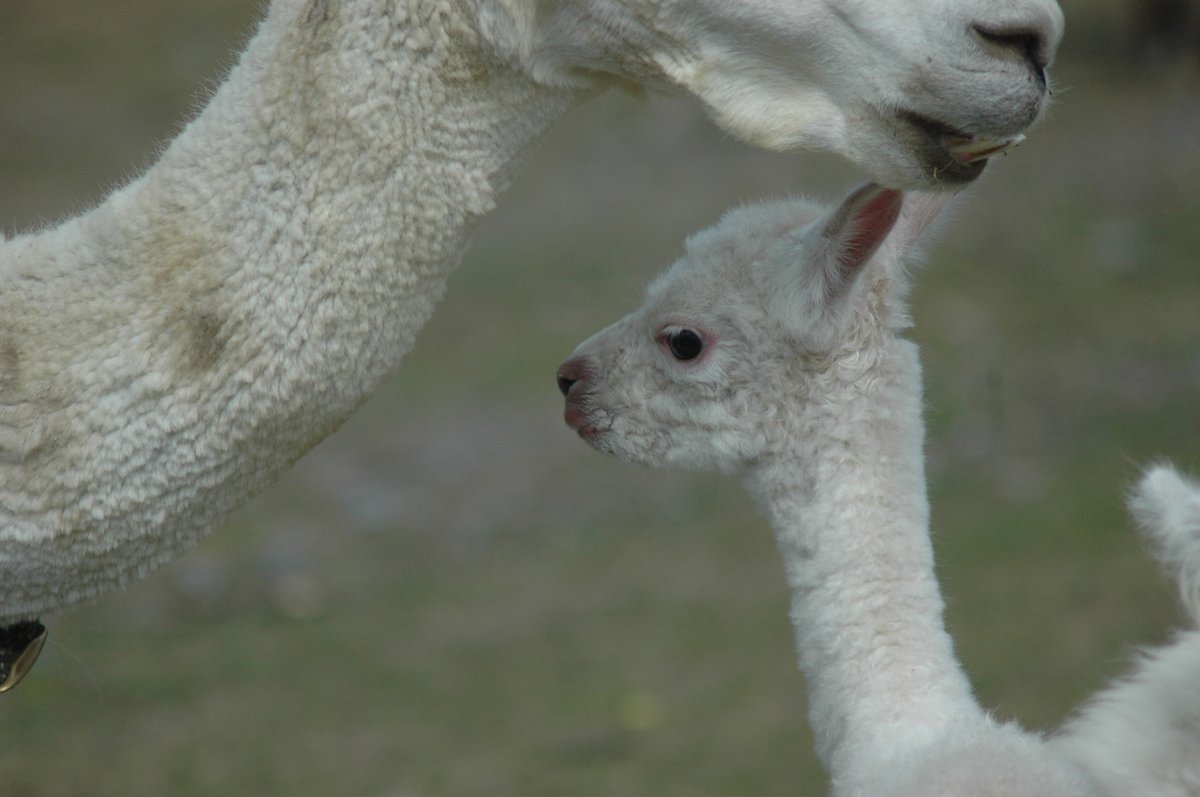 OldMillAlpacas's tweet photo. A boy for Yeti and Catcher!

#OldMillAlpacas #Alpaca #AlpacaOntario https://t.co/J1V3d14l73