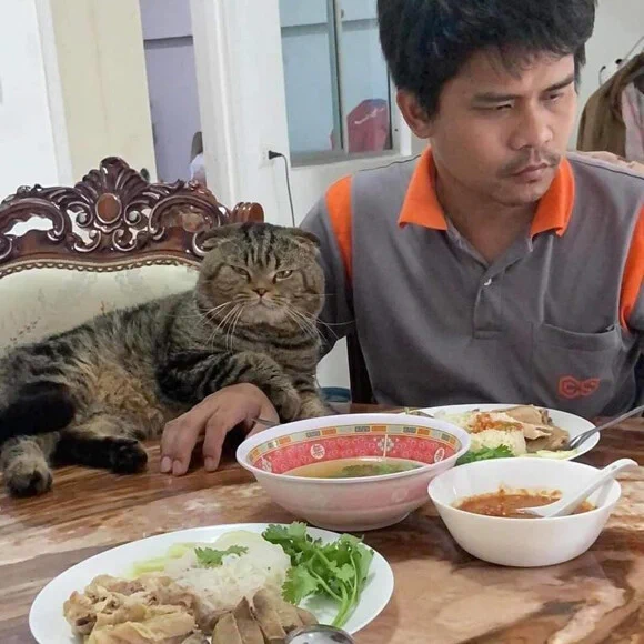 鋭い眼光で夫を独り占めする猫！！奥さん、ポジションを奪われるのでは・・・と焦る！！