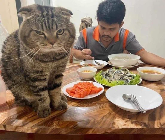 鋭い眼光で夫を独り占めする猫！！奥さん、ポジションを奪われるのでは・・・と焦る！！