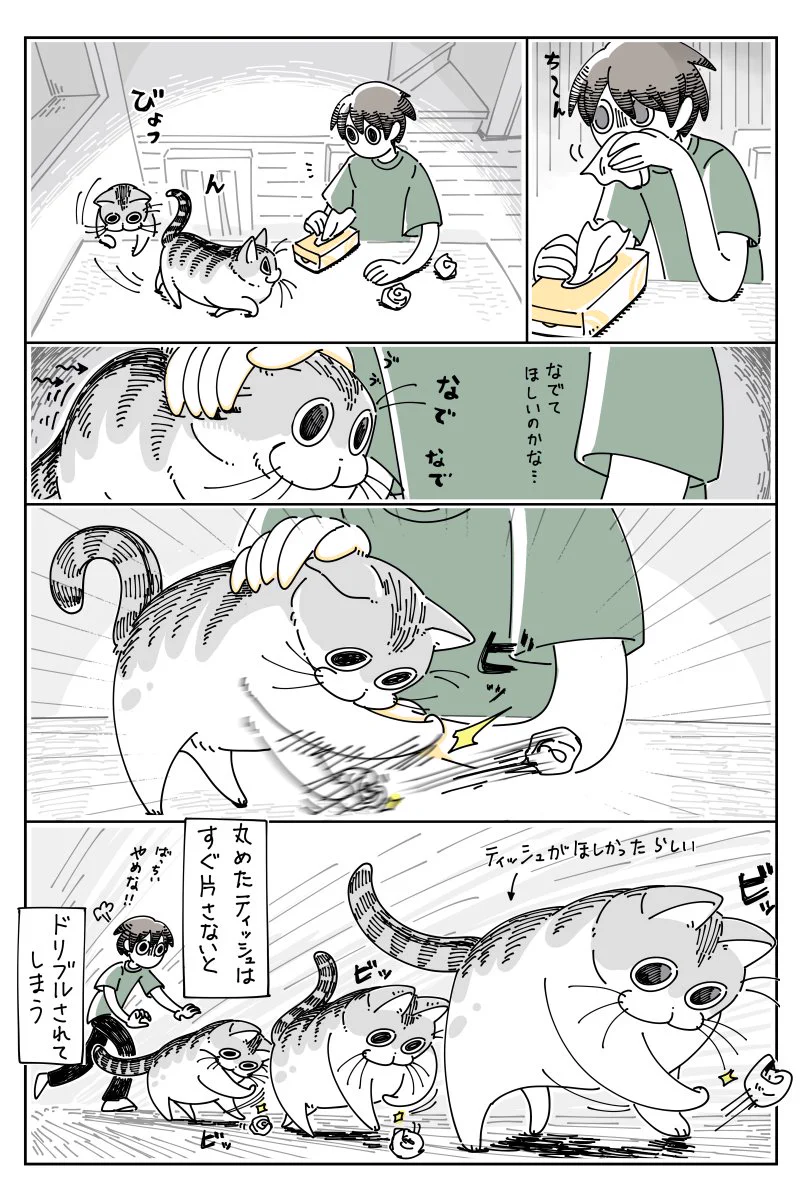 猫はなんでもおもちゃにしてしまう？ドリブルしたいネコ！