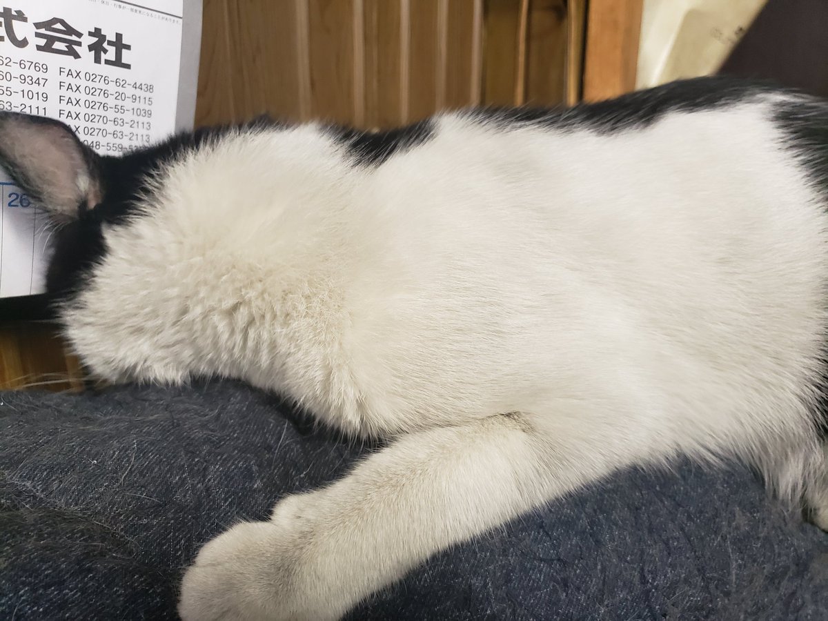 かー 家出非行少年が帰ってきた あれっ うちの子で間違いない うちの子は白 黒のはずが グレー 黒になっ て帰ってきた さ て お風呂 入れなきゃだな 猫 家出 非行 非行少年 お風呂