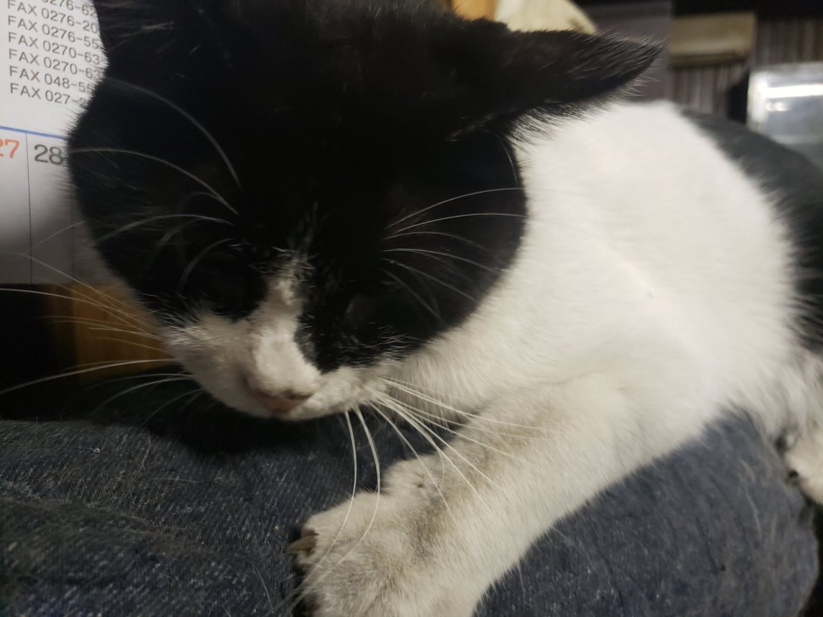 かー 家出非行少年が帰ってきた あれっ うちの子で間違いない うちの子は白 黒のはずが グレー 黒になっ て帰ってきた さ て お風呂 入れなきゃだな 猫 家出 非行 非行少年 お風呂