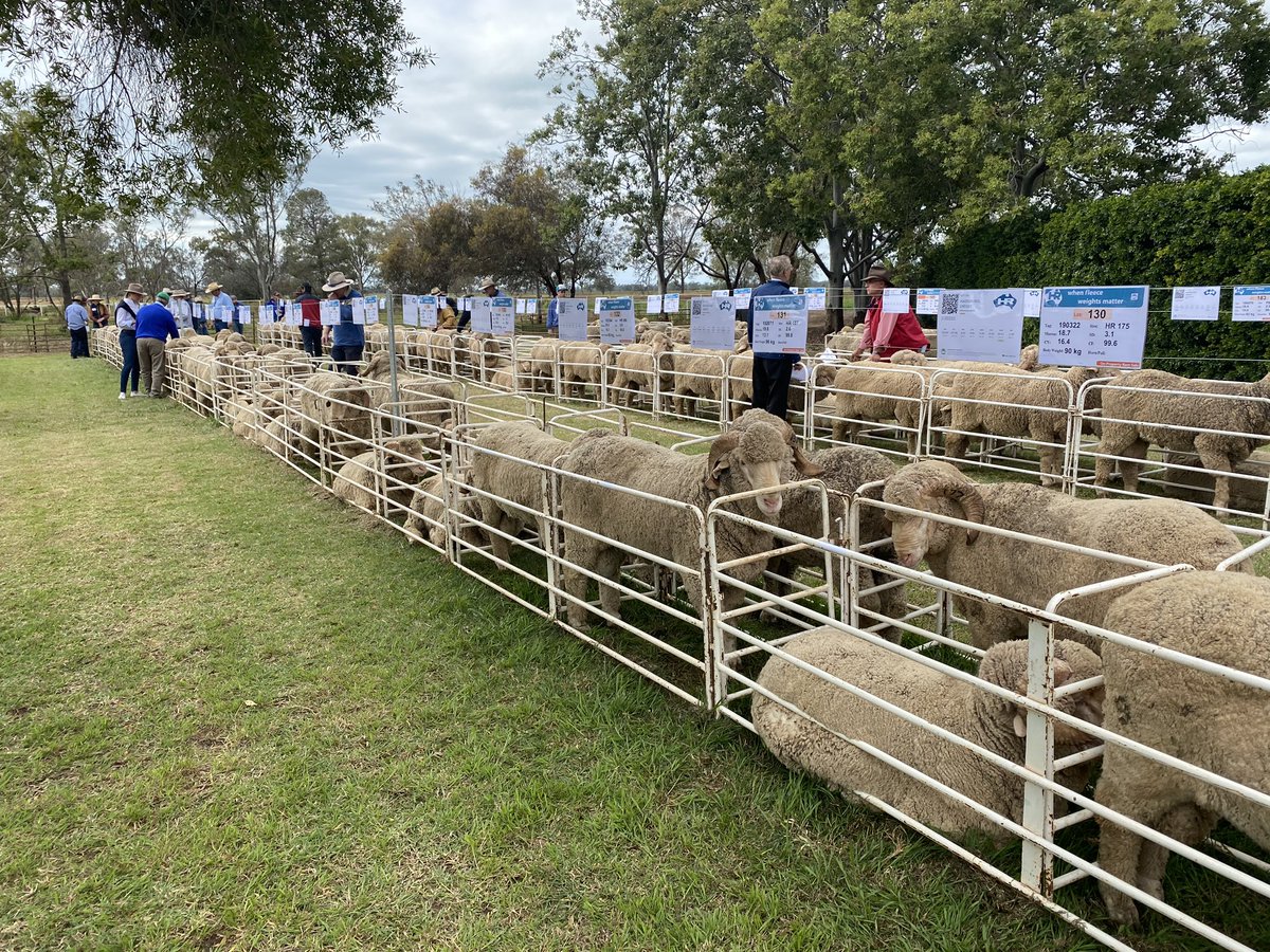 haddonrigstud's tweet photo. The Haddon Rig Sale has kicked off! Fantastic crowd. Full line-up of rams. Sun shining! Let’s do this! https://t.co/mkqeuEXGGB