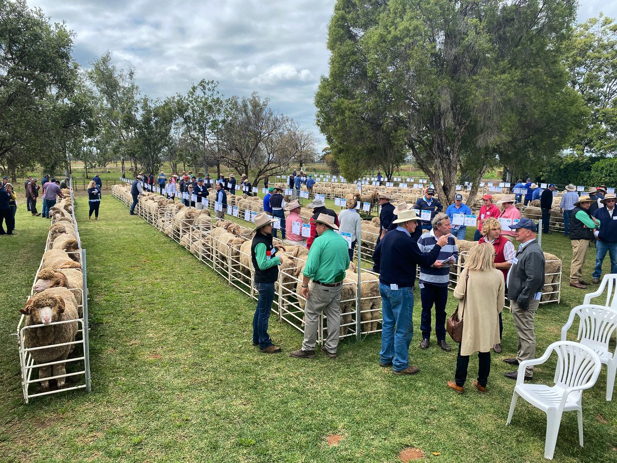 haddonrigstud's tweet photo. First 100 rams averaged $3700. 130 to go! 
#haddonrig #merinobreedibg #pollmerino #australianagriculture #getrealgetwool #moneyinwool #moneyinmeat https://t.co/Qye9pPcUCF