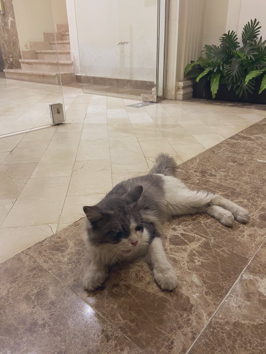 Ro0se_5's tweet photo. @TbnaaCats  ذي البسه لقيناها قدام باب العماره بجده مقابل مدارس AGS ، وكلتها بس م اقدر احتفظ فيها لاني مو من اهل جده ومسافره ، حالته تحزن واليف يحب يمسح بالناس ، اتمنى فعلا يلقى بيت يعيش فيه 😔 https://t.co/Mv2Ey2oU7t