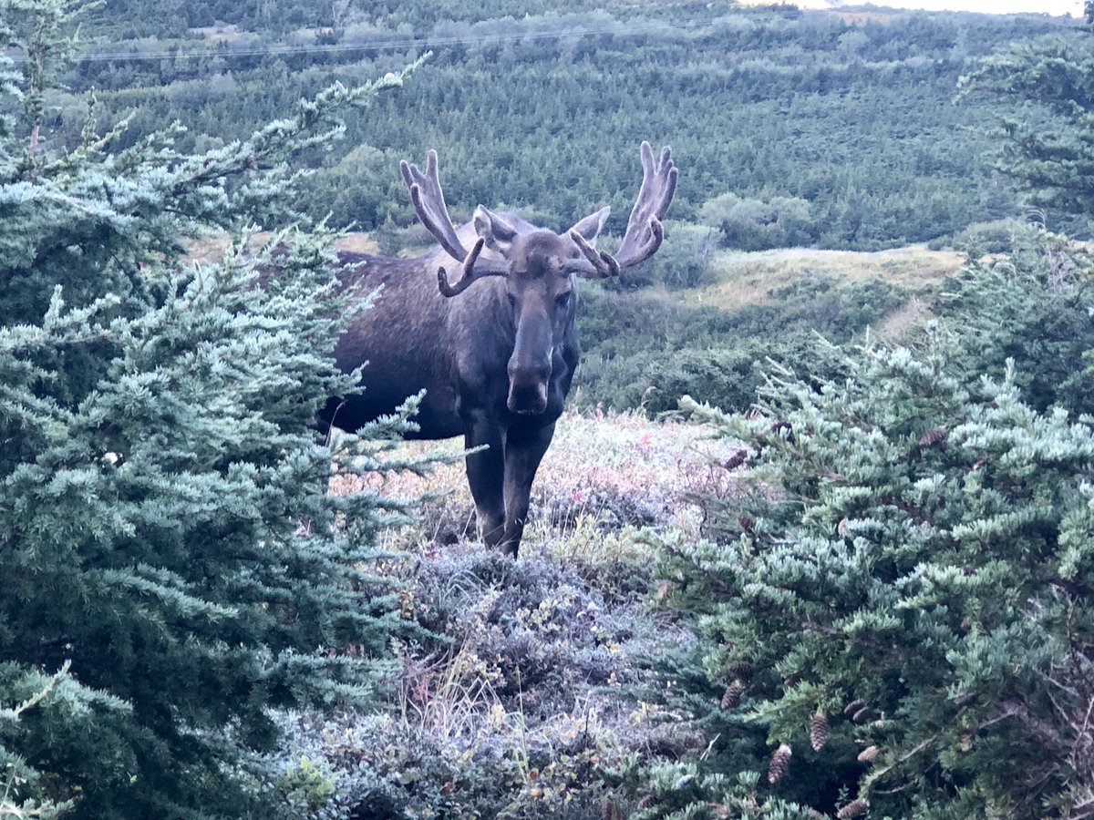 <a href="/theHetal/">The Hetal</a> 🇨🇦