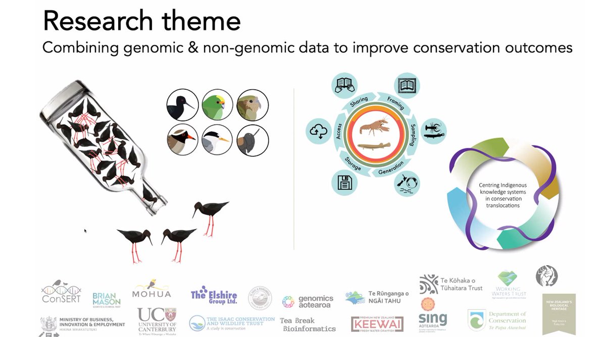 LauraDuntsch's tweet photo. Incredibly excited about today's webinar in the #GenomicsAotearoa seminar series! 🧬🐦🌏
The amazing @testeeves from #ConSERTeam is presenting a matchmaker’s guide to critically #endangered New Zealand birds with implications for #conservation breeding programmes worldwide! #UCNZ https://t.co/vqUu8FYiXh