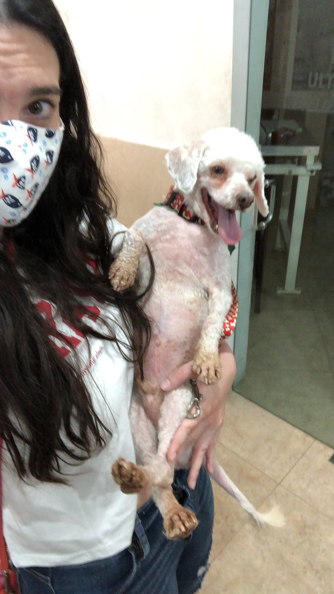 jimenatails's tweet photo. Hoy me convertí en mamá de 2 perritos más 😍🤍 unos viejecillos que pasarán sus últimos años en un hogar lleno de amor ✨ https://t.co/LWcHfMoMBj