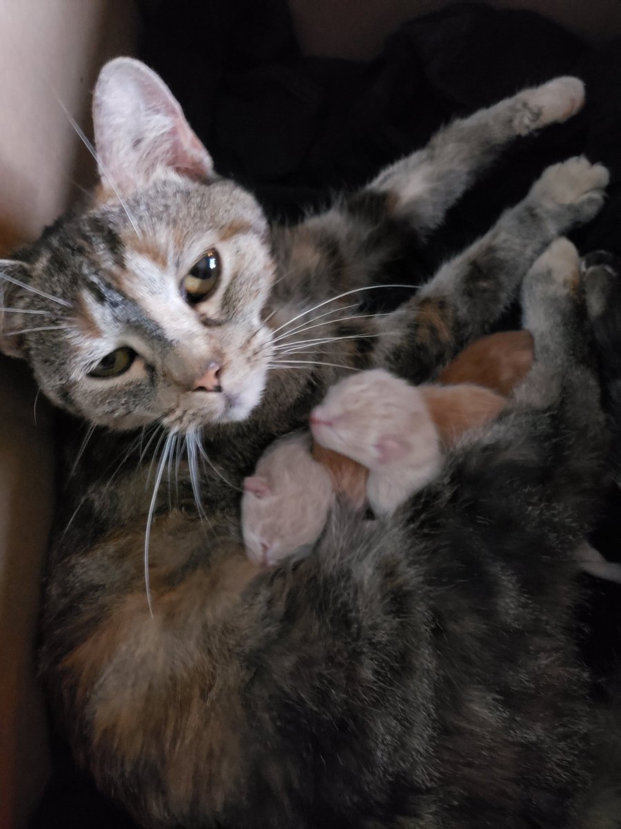 Kitten update: This is right before I left for work about an hour ago. All 4 look like they're doing well.