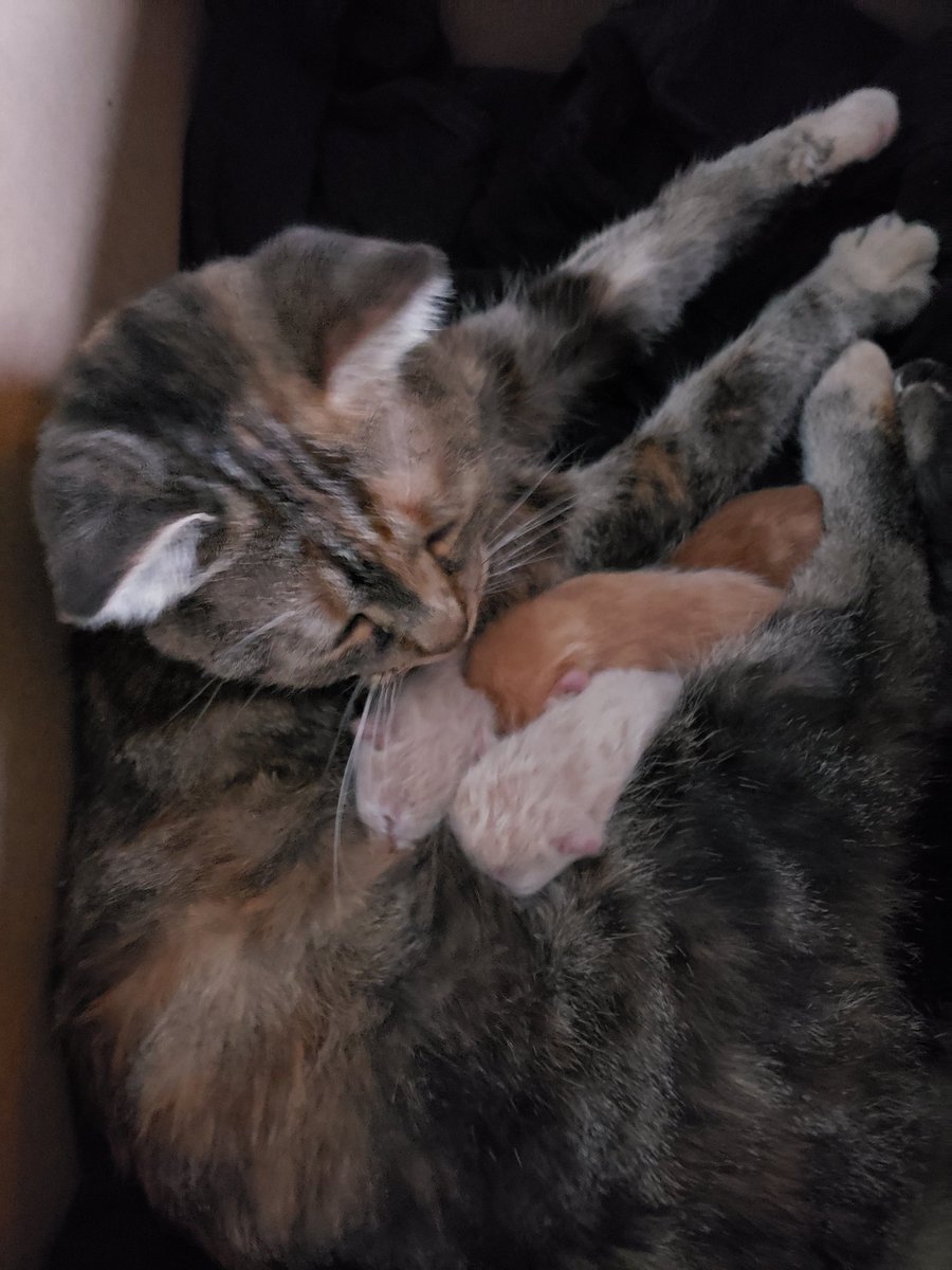 Kitten update: This is right before I left for work about an hour ago. All 4 look like they're doing well.