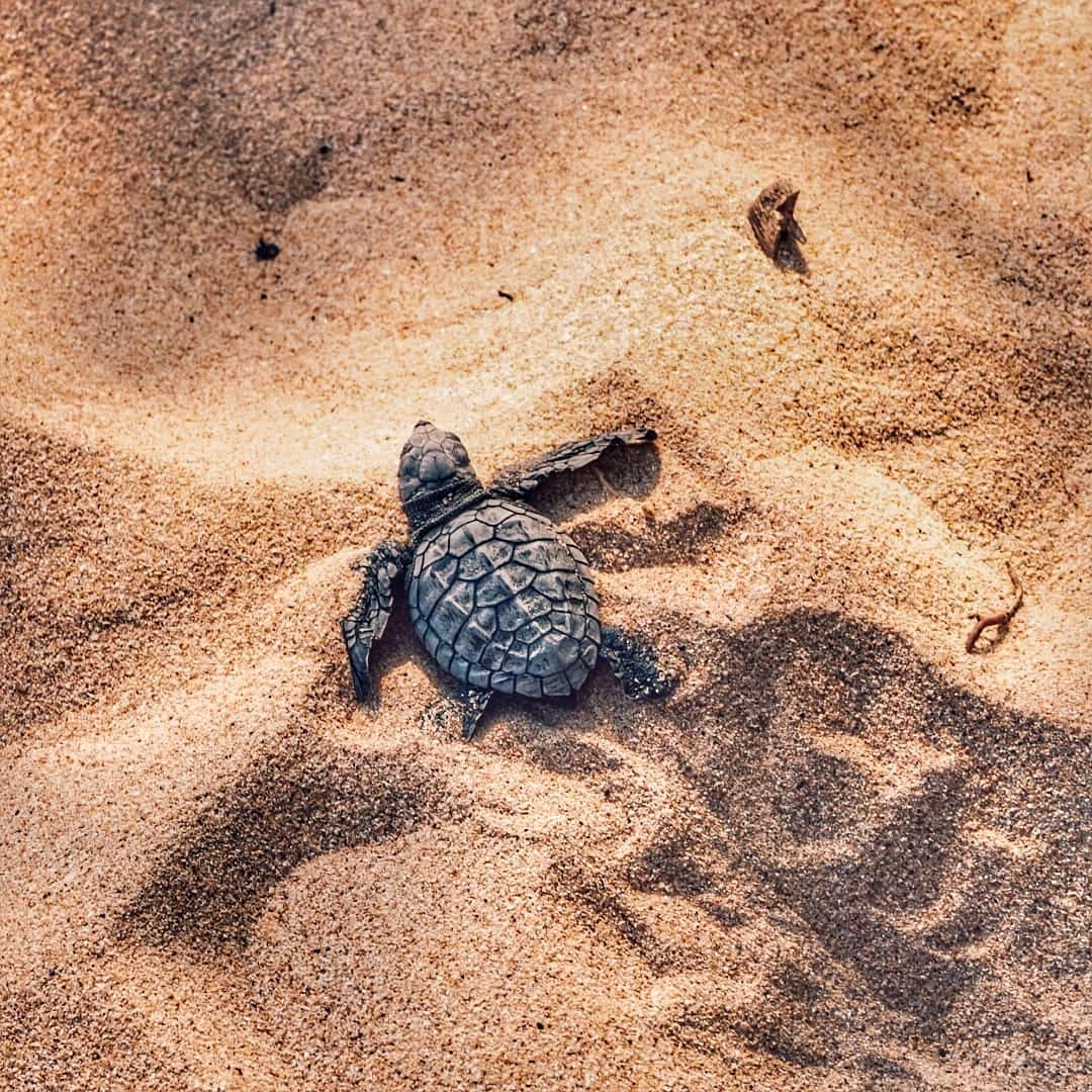 HendrickTours's tweet photo. Visit Sri Lanka
Hendrick Tours
https://t.co/w1AoTMeYMg https://t.co/R2kFD8uD9g