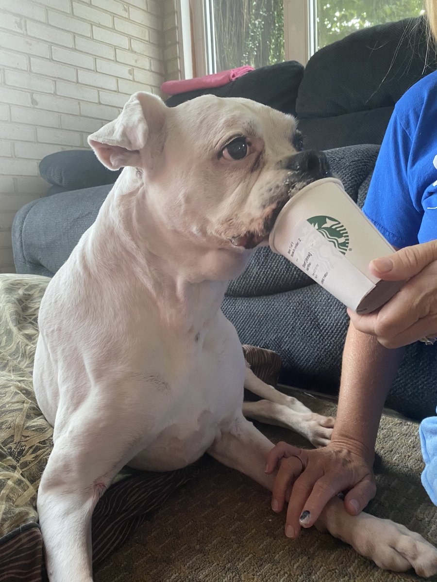 EddyDevyn's tweet photo. I miss you so much roxy, thanks for being the best pup for 14 years❤️I’m heartbroken https://t.co/F1sc5D47te