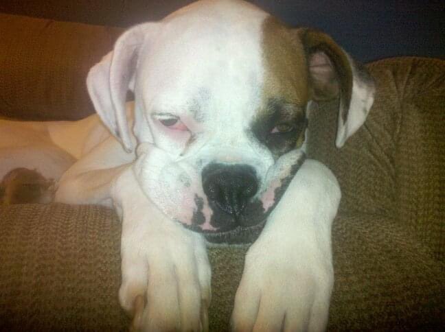 EddyDevyn's tweet photo. I miss you so much roxy, thanks for being the best pup for 14 years❤️I’m heartbroken https://t.co/F1sc5D47te