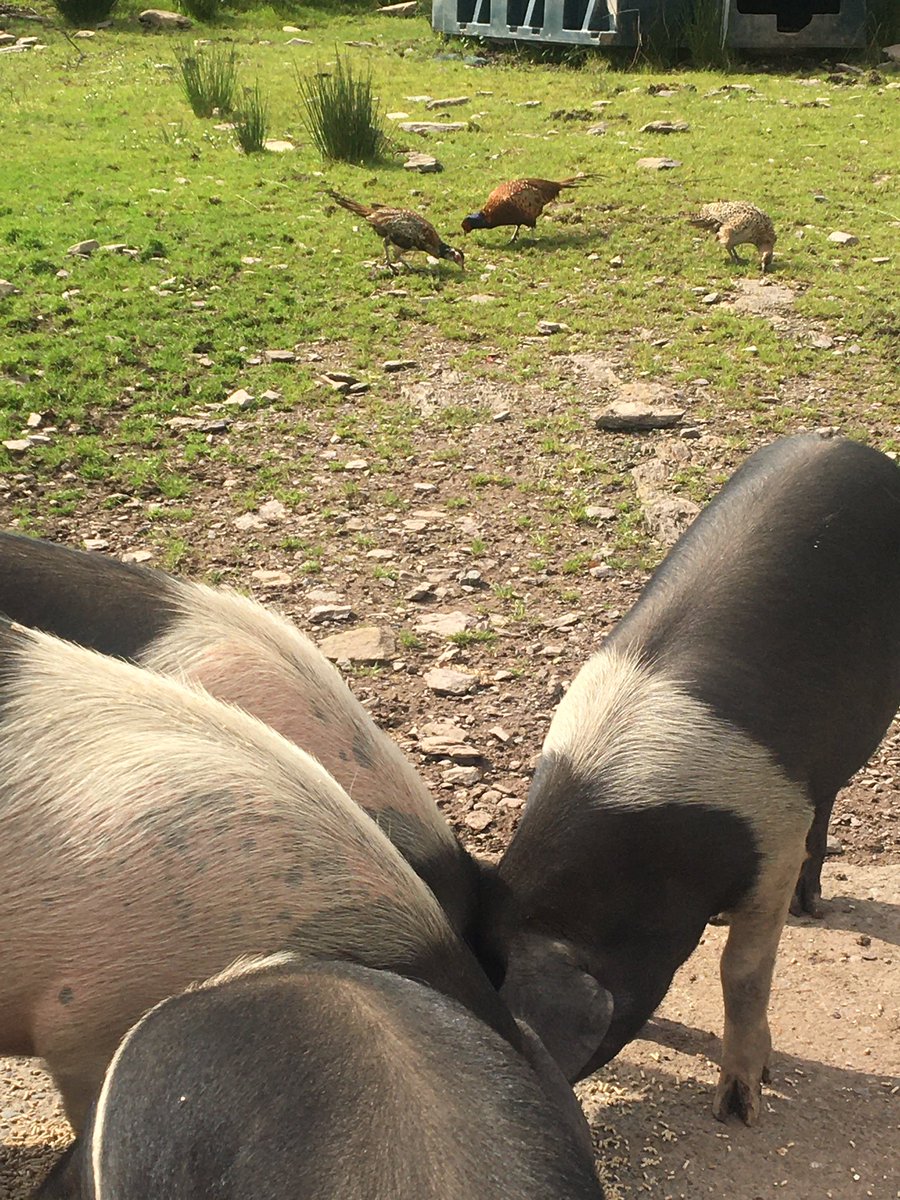 Feeding pigs and Phesants this morning #wildlife #FarmLife #kenmare #pigs #freerangepork #pasturerearedpork