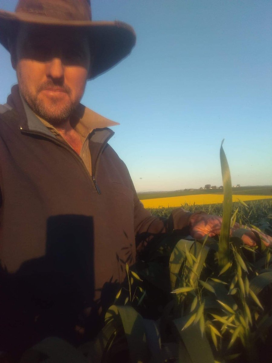 Ross Graham tweet media