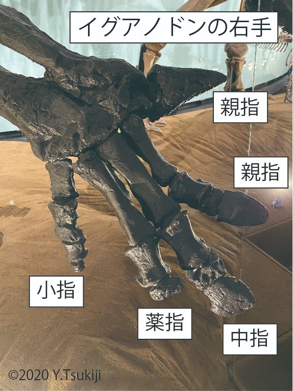 FossilFriday フクイサウルスが属するイグアノドン類は、2足と4足