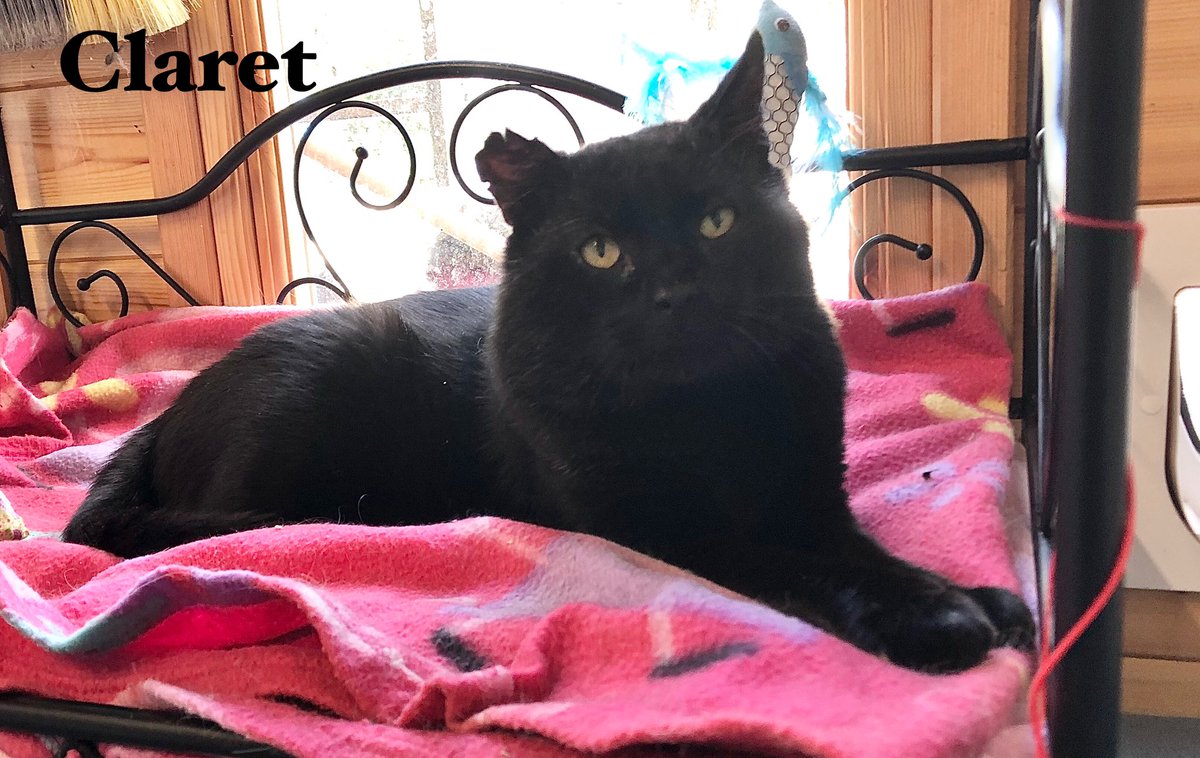 shelternews's tweet photo. Our lovely Claret has been at the shelter some time now. A long term stray he’s taken a while to settle in but is now ready to find a new home. He needs to be an only cat. Who can offer an ex street cat a peaceful loving retirement home 😸 #AdoptDontShop #friyay https://t.co/QzqZRozxCr