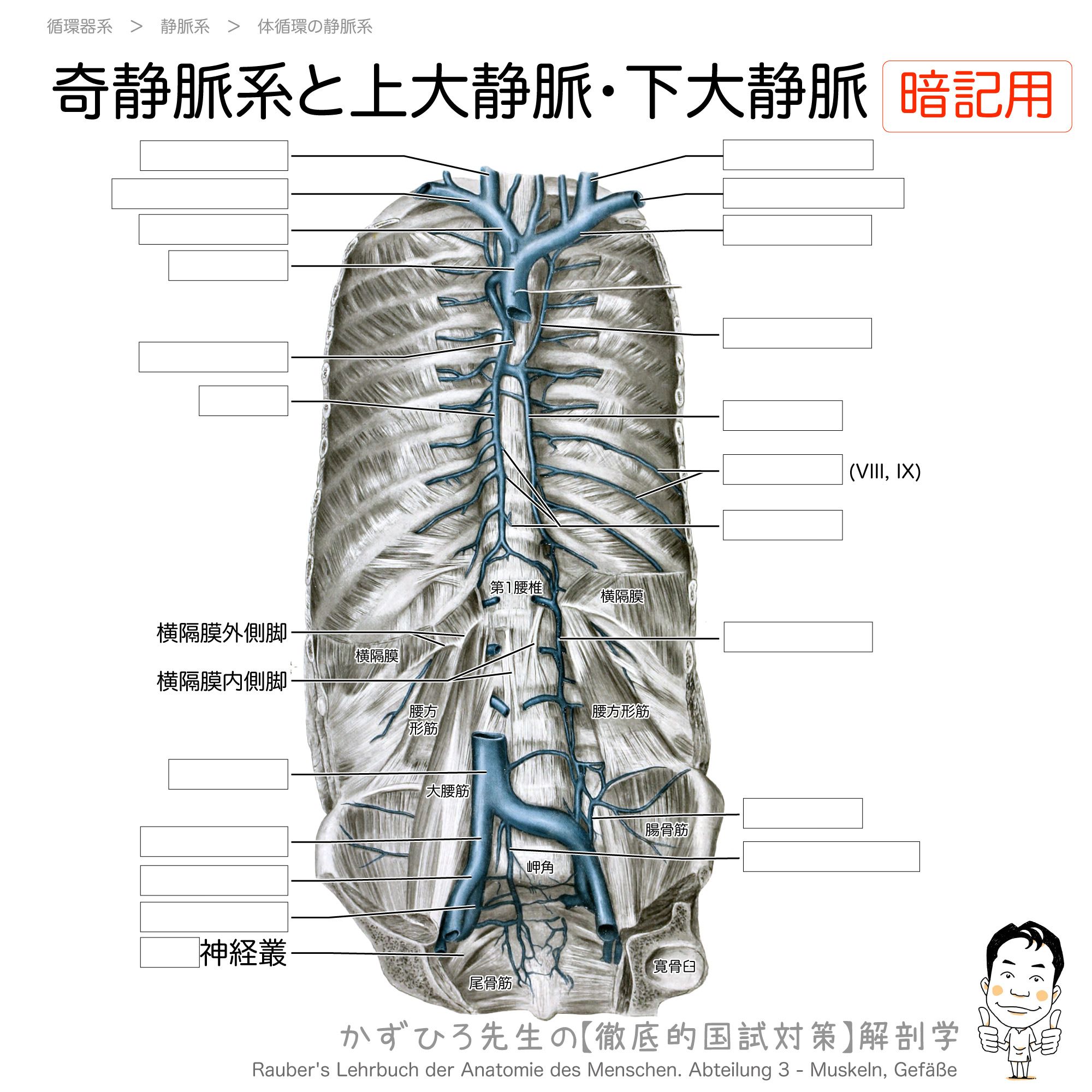 かずひろ先生 なるほど解剖学 奇静脈系 奇静脈系は胸壁の肋間静脈を集めて上大静脈へと注ぐ血管系で 奇静脈 半奇静脈と副半奇 静脈からなります 奇静脈は脊柱の右側を走り 右の肋間静脈を集め上行し上大静脈に注ぎます 左の肋間静脈は脊柱の左側を