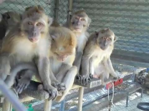 Long-tailed macaques in Mauritius breeding farm; photo credit: Cruelty Free International