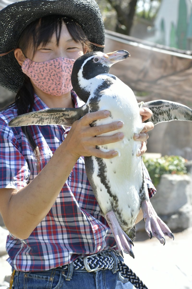expedia_s01's tweet photo. 今日はお馬さんエリアから実家のお掃除に来られたところで「みやまめ」してくれましたー🐧
#東武動物公園
#フンボルトペンギン
#エダマメ
#MYMT https://t.co/H8KygE02oS