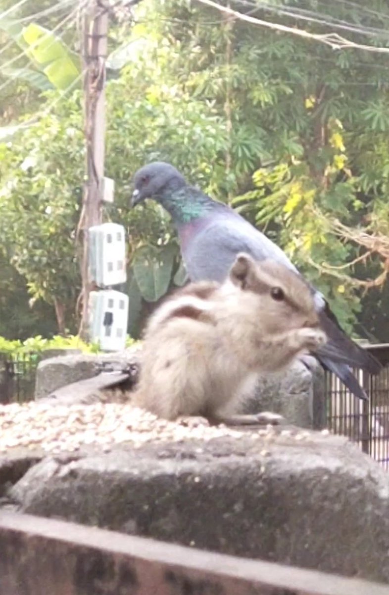 Paulammit's tweet image. #paulz #paulography #naturetalks