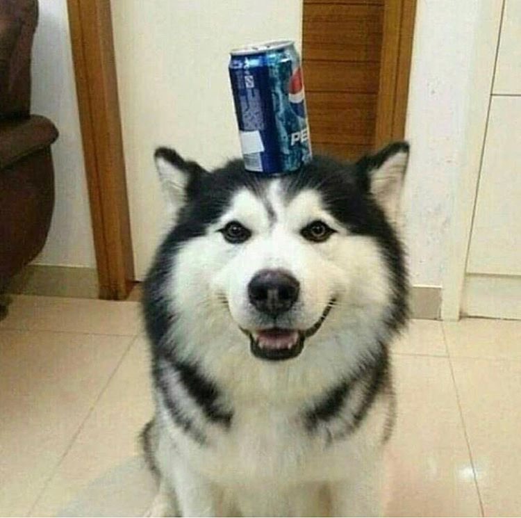 Dog wit Pepsi a thread