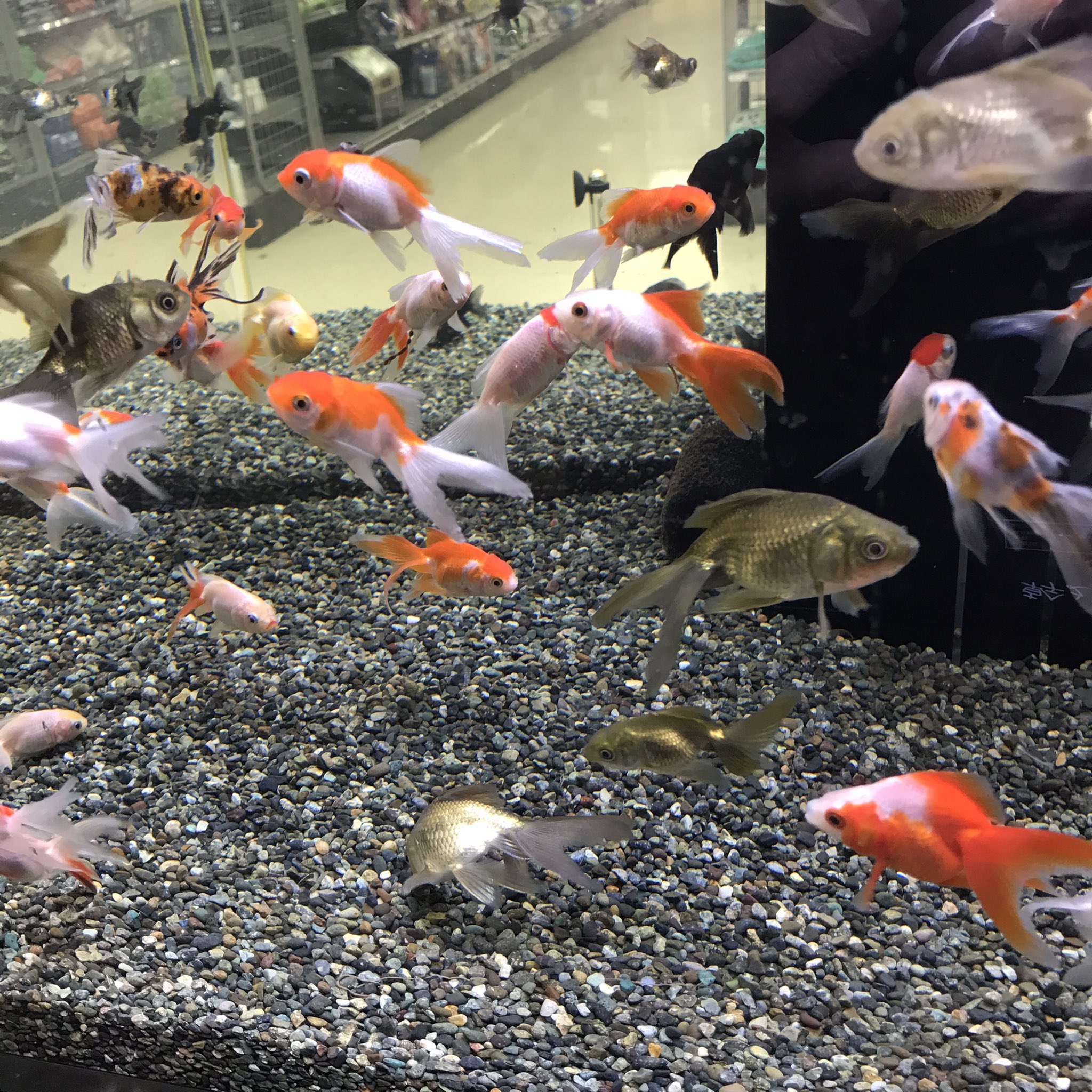 ট ইট র よこはま金魚久里浜店 定番金魚入りました 金魚mix イエローコメット 朱文金 更紗コメット 丹頂など よこはま金魚 久里浜店 金魚 コメット T Co Zkf8n9h98m ট ইট র