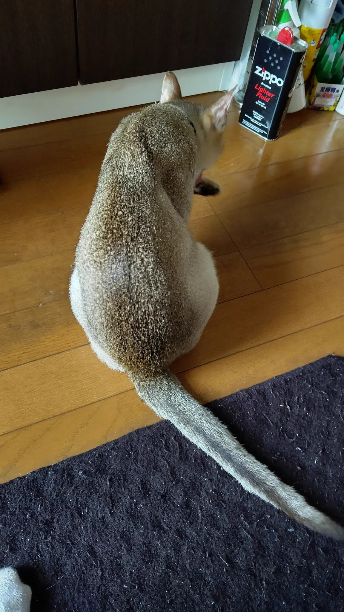 @kyuryuZ ウチはペットボトルの蓋と丸めたラップでドタバタ猫サッカー始めます。 