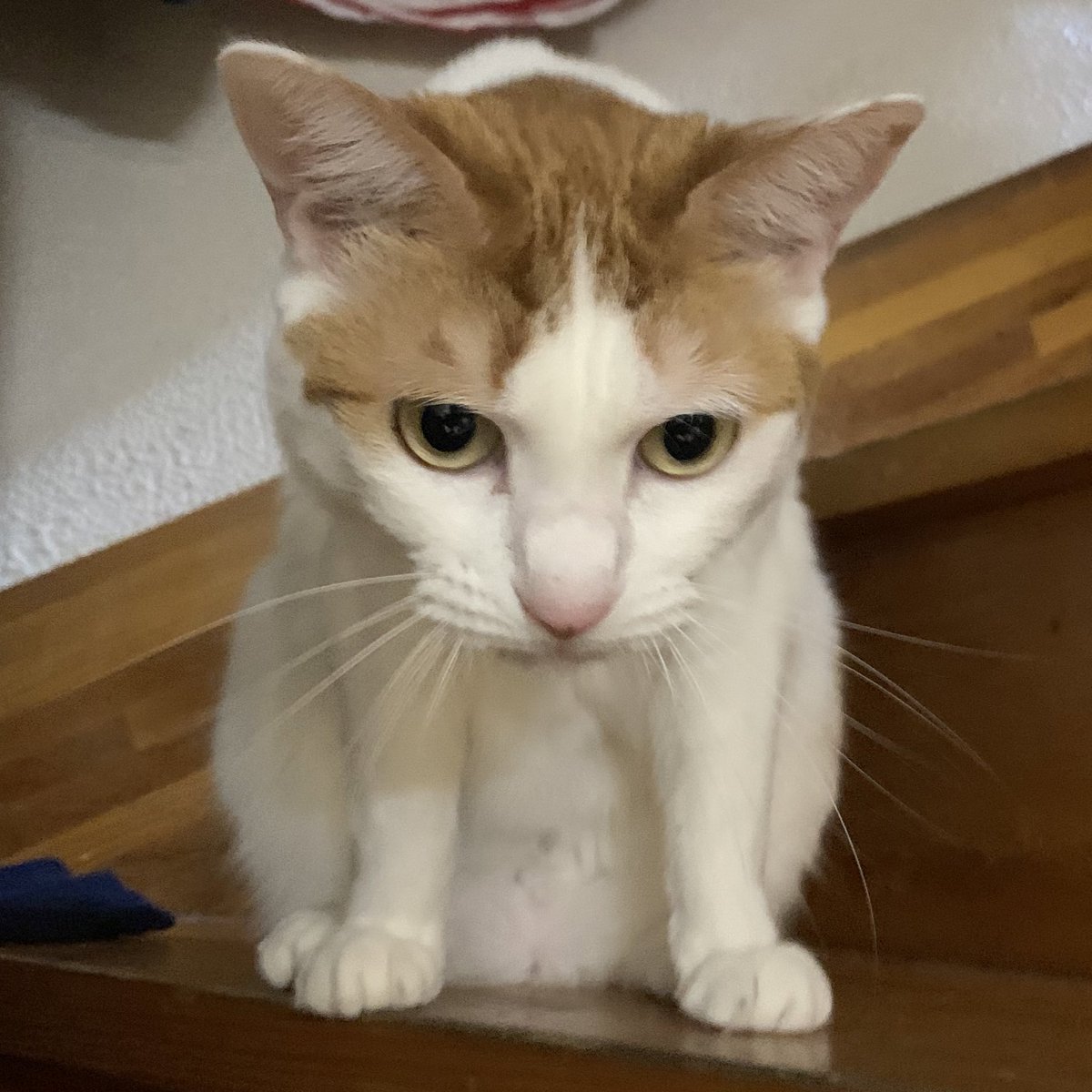 は る ネコチャンが私に隙あらば肛門を見せてくるのなんなんだろって調べてみたら 猫は自分の肛門をものすごく良いものだと思っているので 飼い主にサービスのつもりで見せてくれている って書いてあってホントかよ サービスかよ ありがとう でも は る ネコチャンが私に隙あらば肛門を見せてくるのなんなんだろって調べてみたら 猫は自分の肛門をものすごく良いものだと思っているので 飼い主にサービスのつもりで見せてくれている って書いてあってホントかよ サービスかよ ありがとう でも