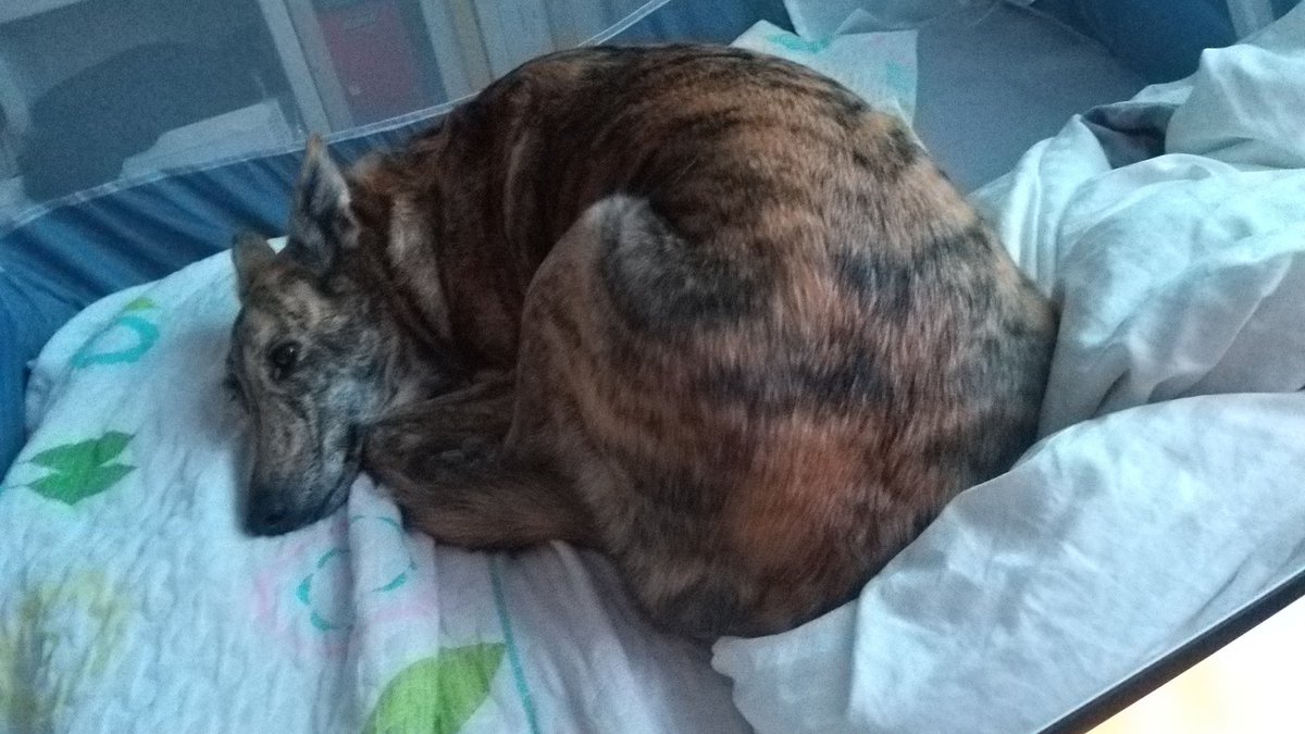 오늘도 졸고계신 라떼쒸..