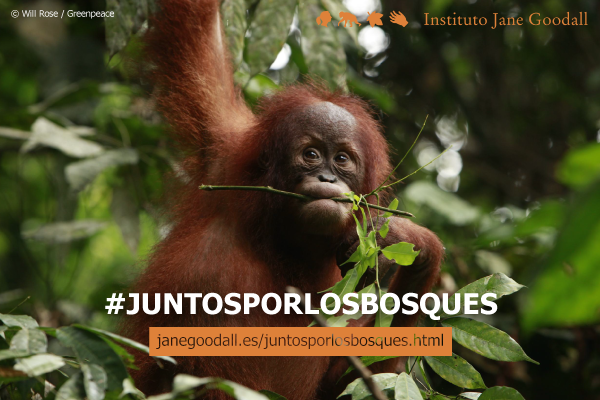 JaneGoodallEspa's tweet photo. 📢 ¡Hoy alzamos nuestra voz por los bosques del mundo! Pídele a la @EU_Commission que endurezca la normativa para que no seamos cómplices involuntarios de la #deforestación y el cambio climático. 

#JuntosPorLosBosques 

¡Necesitamos tu firma! Ayúdanos⤵️

https://t.co/ZX7qW6Gcb7 https://t.co/TWU4Yqdns8