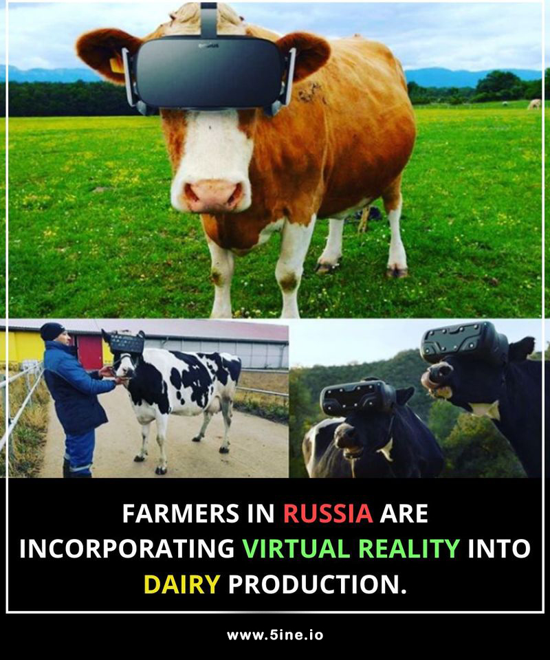 A Russian farm has given its dairy cows virtual reality headsets in a bid to reduce their anxiety.

What do you think about this idea?

#VR #AI #MachineLearning #DeepLearning #ArtificialIntelligence #VirtualReality #VirtualRealityHeadSet

Know more at 5ine.io